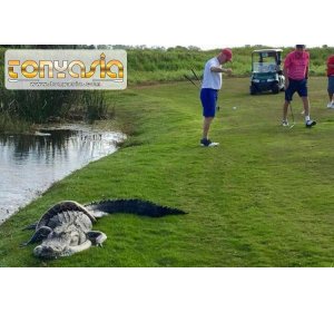 Di Lapangan Golf Florida, Seekor Buaya Sedang Bertarung dengan Ular Piton | Tembak Ikan Online | Tembak Ikan